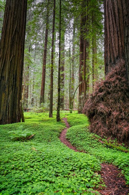 Inquadratura verticale dell'Avenue of the Giants in California