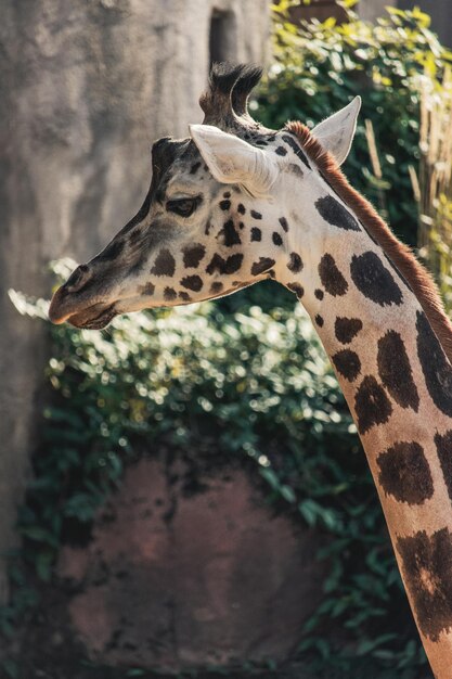 Inquadratura verticale della testa di una giraffa allo zoo