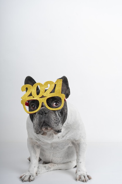 Inquadratura verticale di un simpatico bulldog con gli occhiali 2021