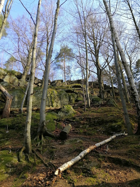 Inquadratura verticale di una foresta, radici di alberi e legno tagliato a Jelenia Góra, Polonia.