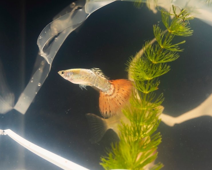 Foto gratuito inquinamento di plastica e piante in un acquario