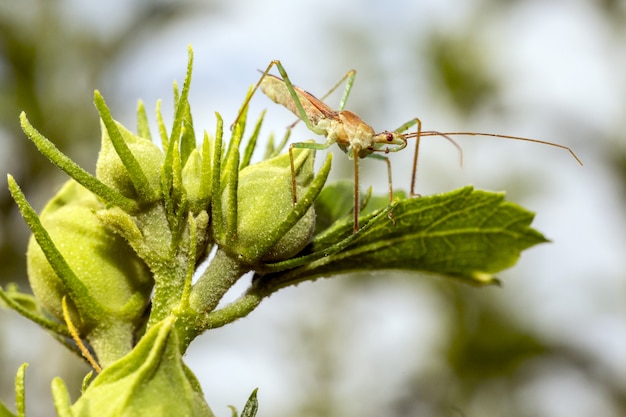 Insetto con lunghe antenne sulla pianta