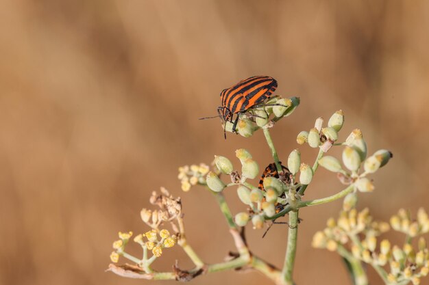 Insetto scudo striato Graphosoma lineatum sottospecie siciliensis Malta Mediterraneo