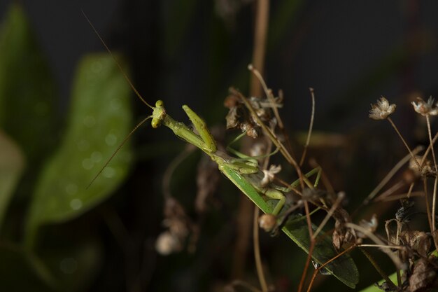 Insetto verde alato in un ambiente naturale