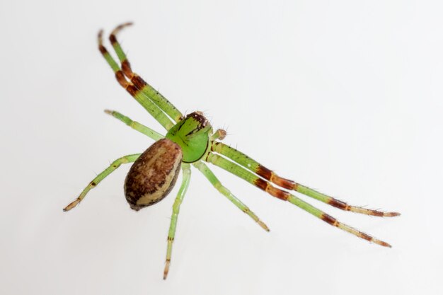 Insetto verde e marrone con gambe lunghe