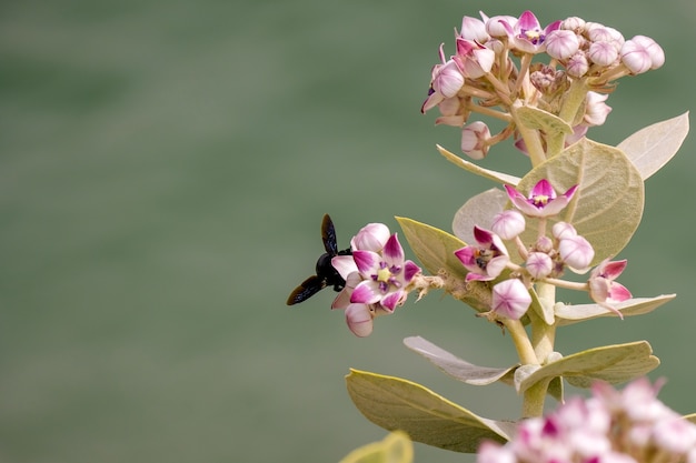 Insetto volante nero seduto su un fiore rosa euforbia