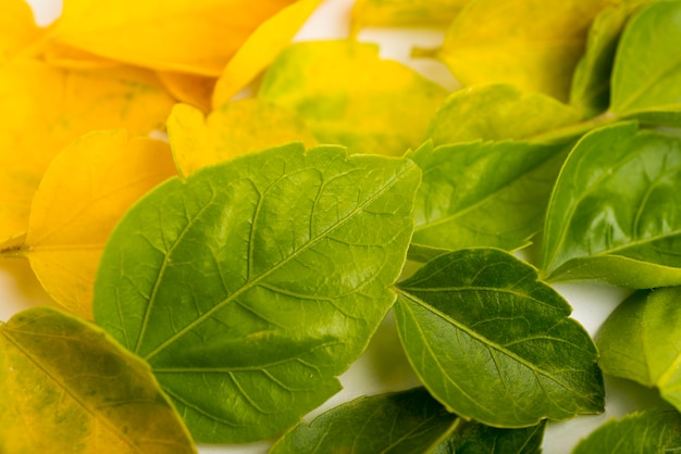 Insieme del primo piano del concetto delle foglie di autunno