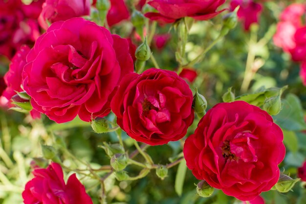 Insieme grazioso del primo piano dei petali di rosa