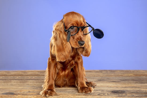 Intelligente e unico. Il giovane cane di cocker spaniel inglese sta posando gli occhiali da sole di n.