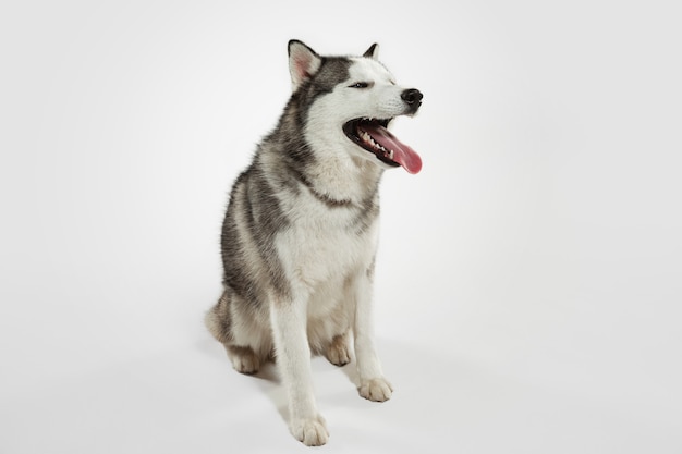 Interessato. Il cane da compagnia husky è in posa. Cagnolino grigio bianco giocoso sveglio o animale domestico che gioca sul fondo bianco dello studio. Concetto di movimento, azione, movimento, amore per gli animali domestici. Sembra felice, felice, divertente.