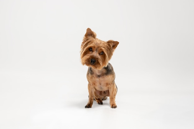 Interessato. Il cane dell'Yorkshire terrier sta proponendo. Cagnolino nero giocoso carino o animale domestico che gioca sul fondo bianco dello studio Concetto di movimento, azione, movimento, amore per gli animali domestici. Sembra felice, felice, divertente.