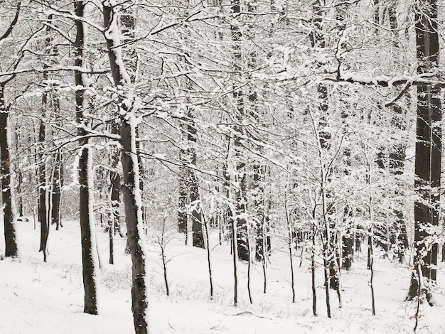 Inverno nella foresta