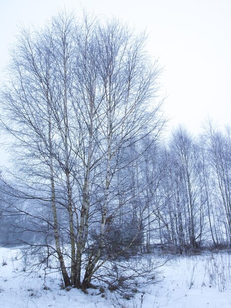 Inverno nella foresta