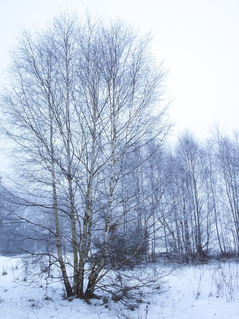 Inverno nella foresta