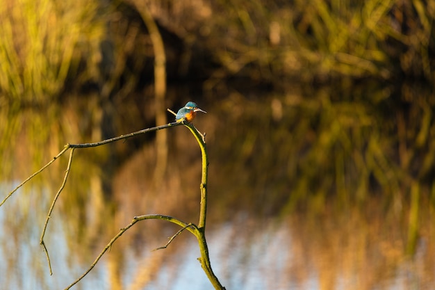 Ipnotizzante dell'uccello colorato Common Kingfisher sul ramo di un albero