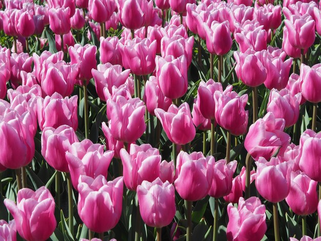 ipnotizzanti Tulipa Sprengeri piante fiorite in mezzo al campo