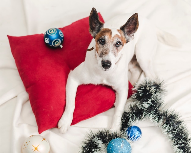 Jack Russel con decorazioni natalizie