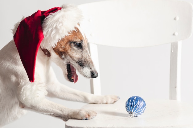 Jack russel sveglio che porta il cappello del Babbo Natale