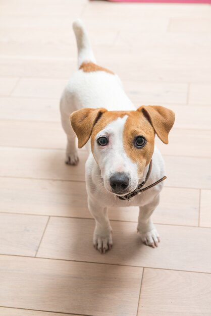 Jack Russell Terrier a casa