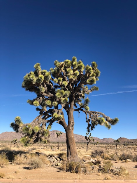 Joshua tree nel Parco nazionale di Joshua Tree, USA