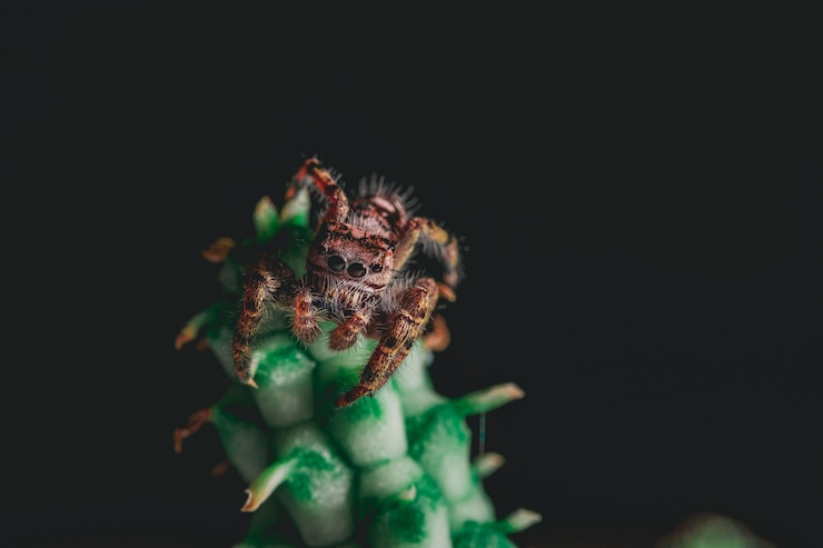 Foto gratuito jumping spider on a houseplant