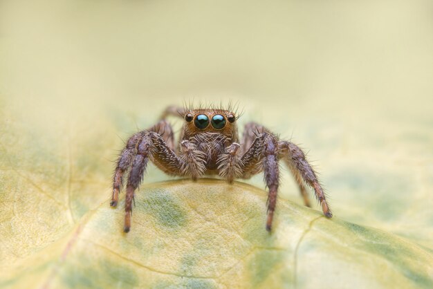 Jumping Spider