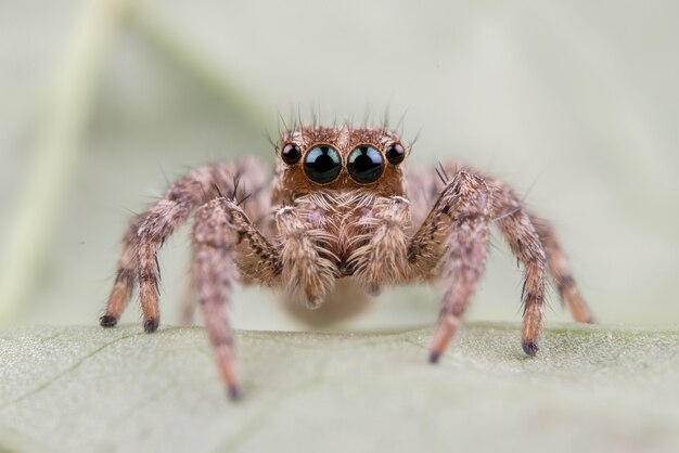 Jumping Spider