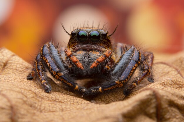 Jumping Spider