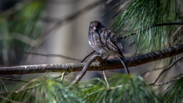 Junco dagli occhi scuri su un ramo