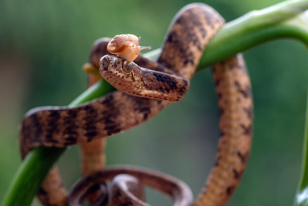 Keeled Slug Snake Pareas carinatus vista frontale Keeled Slug Snake closeup testa