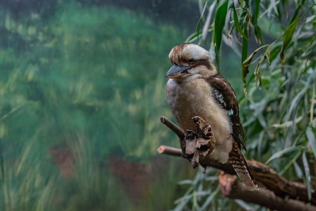 Kookaburra uccello su un ramo