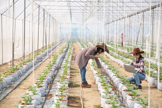 L&#39;agronomo esamina le piantine di melone in crescita nella fattoria, gli agricoltori e i ricercatori nell&#39;analisi della pianta.