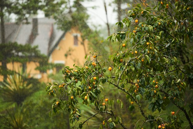 L'albero di arancio con casa sullo sfondo