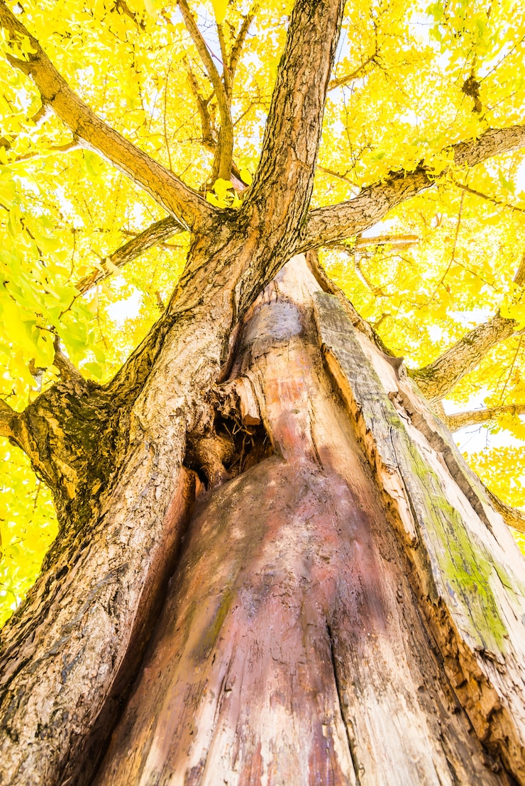 Foto gratuito l'albero di ginkgo in giappone