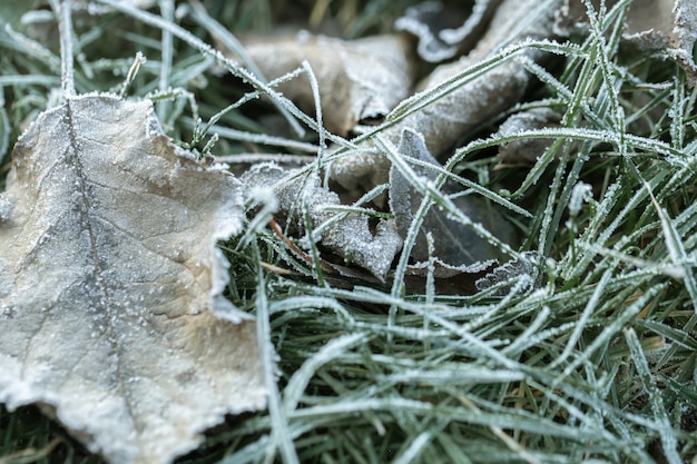 L'erba e le foglie erano congelate dal gelo mattutino alla luce del sole che sorgeva al mattino presto e freddo.