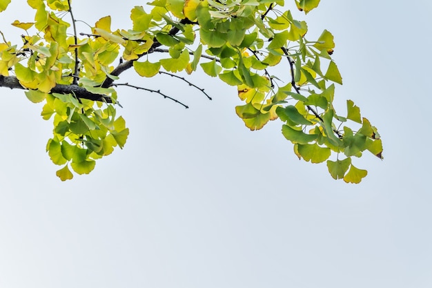 L&#39;esemplare di albero bianco della flora aumenta