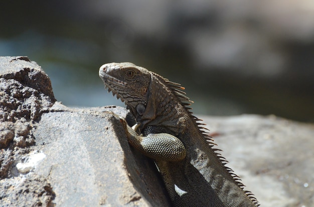 L'iguana marrone si è appollaiata sul lato superiore di una roccia.