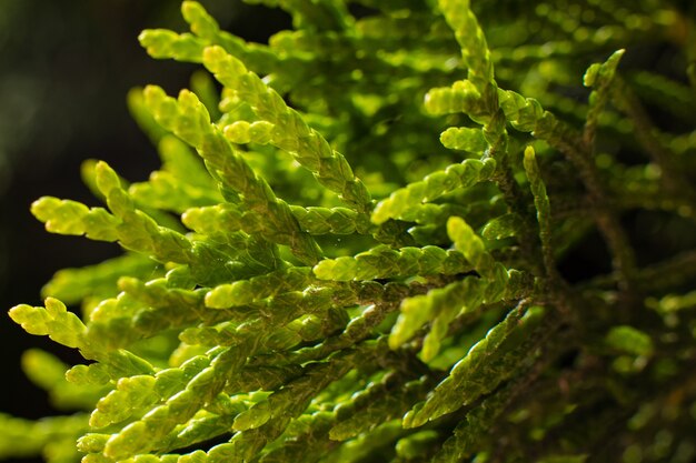 L'immagine di un grande cespuglio verde cresce vicino agli alberi, l'immagine con un focus su un piccolo ramoscello con una mosca su di esso