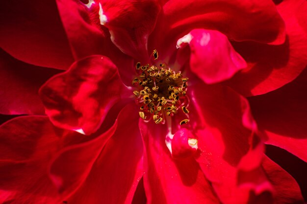 L'immagine di una grande rosa rossa sbocciò, la foto dall'interno. Carta da parati, sfondo per la cartolina.