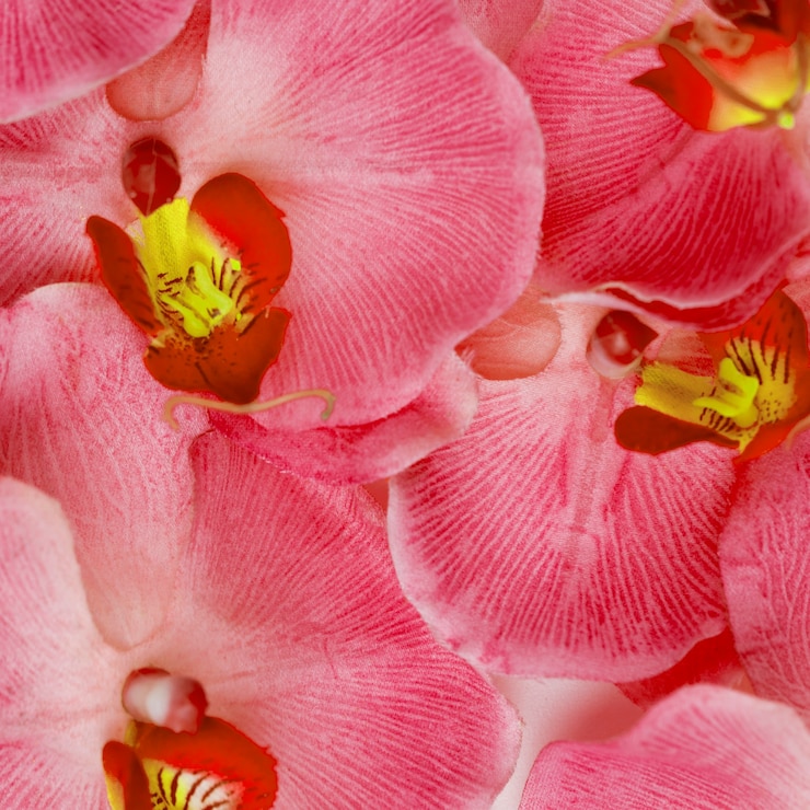 Foto gratuito l'orchidea rosa fiorisce il fondo