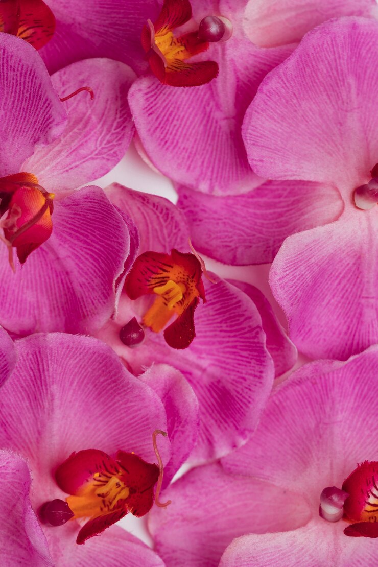 Foto gratuito l'orchidea viola fiorisce la priorità bassa