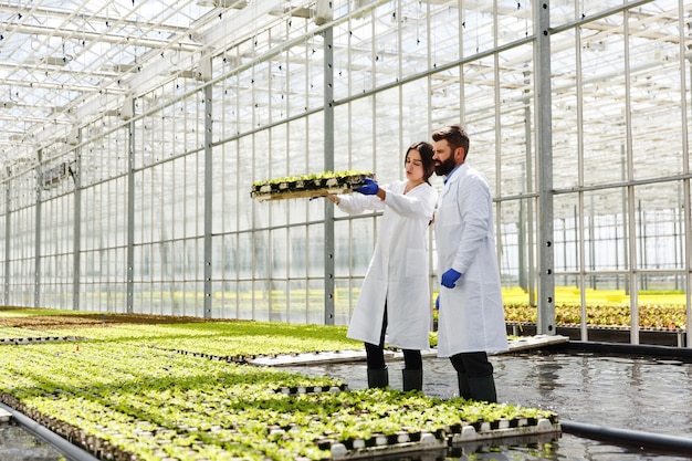 L&#39;uomo e la donna in accappatoi lavorano con le piante verdi in una serra