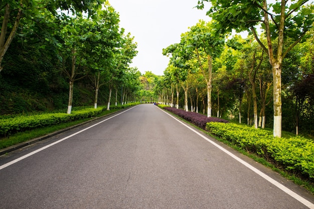 La bella strada è circondata dal verde