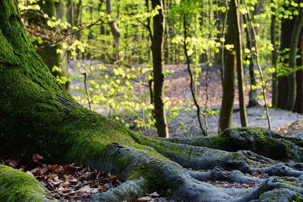 La bellissima natura di una foresta in una giornata di sole