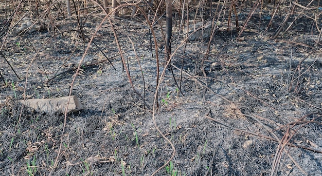 La conseguenza di un incendio boschivo ceneri da erba bruciata e rami L'erba giovane cresce sul fuoco Piante bruciate nella foresta eco disastro Un fuoco selettivo di un incendio boschivo estinto