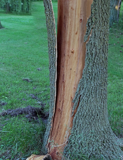 La corteccia degli alberi viene divisa dal tronco e frantumata dopo essere stata colpita da un fulmine.