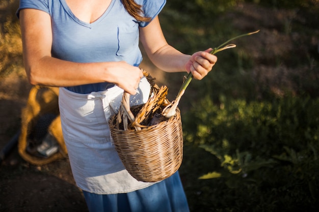 La donna che tiene ha raccolto la cipolla di inverno il canestro