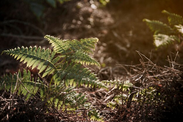 La felce verde fertile va il giorno soleggiato