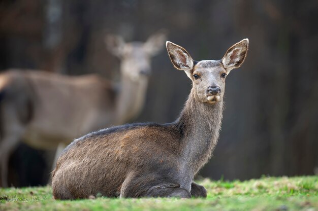 La femmina di capriolo si trova nella foresta di autunno