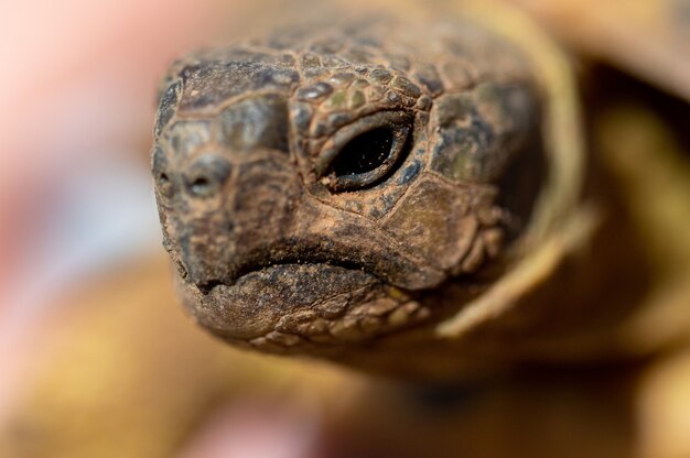 La fotografia macro del volto di una tartaruga con lo sfondo sfocato